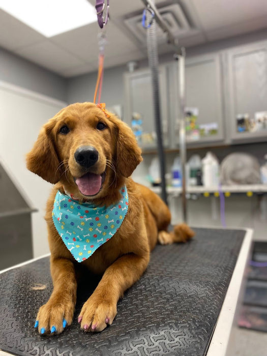 good dog spas jaylee bonta north platte nebraska dog spa in paws-a-palooza