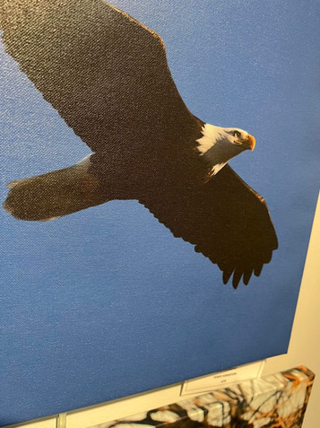 birds of the midwest art gallery at the prairie arts center in north platte nebraska