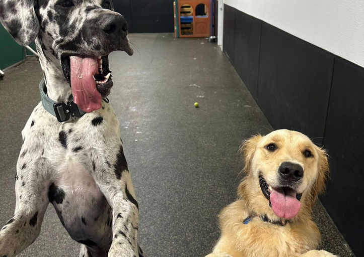 Happy Camper Photo Gallery featuring playful and lounging dogs at Paws-a-Palooza in North Platte Nebraska