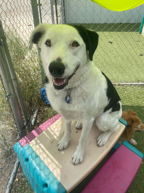 Happy Camper Photo Gallery featuring playful and lounging dogs at Paws-a-Palooza in North Platte Nebraska