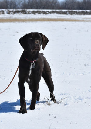 german shorthaired pointer field training pointing dog photography