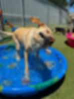lab labrador shaking in the pool at paws-a-palooza outdoor play area in north platte nebraska ne