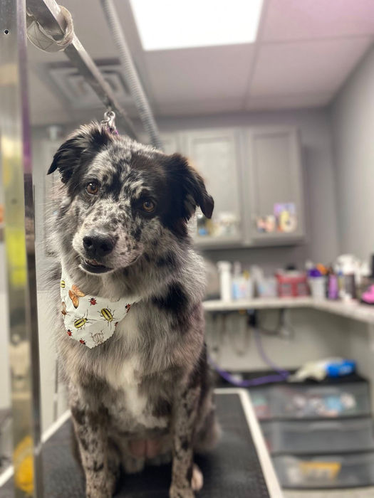 good dog spas jaylee bonta north platte nebraska dog spa in paws-a-palooza