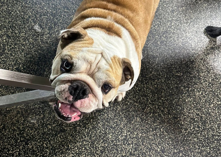 Happy Camper Photo Gallery featuring playful and lounging dogs at Paws-a-Palooza in North Platte Nebraska