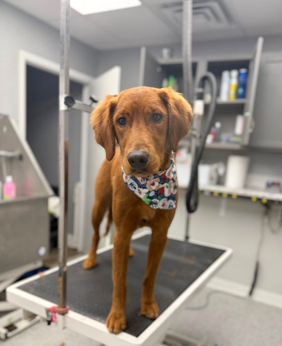 peachy clean dog grooming north platte nebraska dog spa in paws-a-palooza