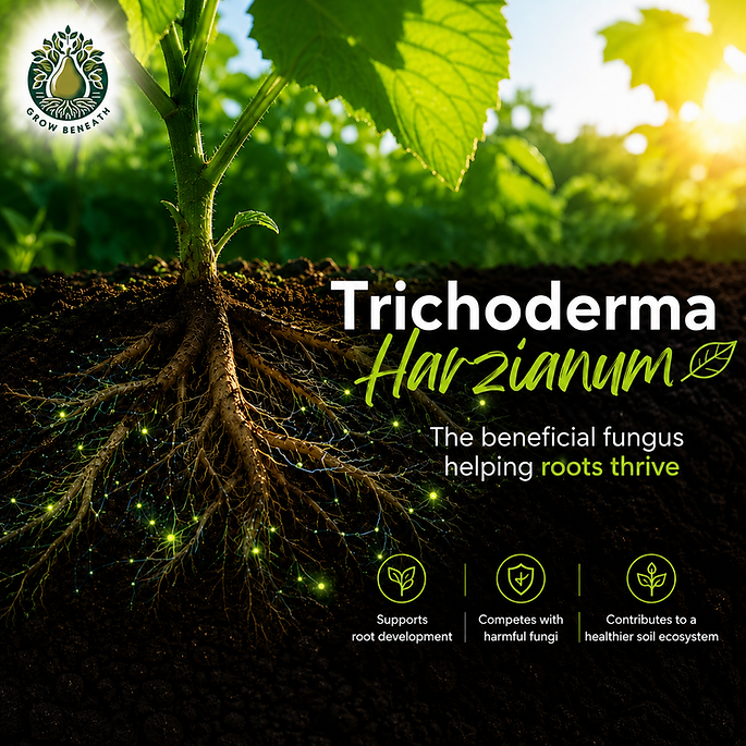 Healthy plant roots thriving in living soil supported by Trichoderma harzianum.