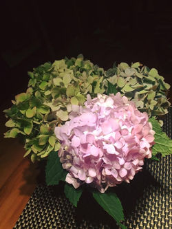 Second generation blooms.