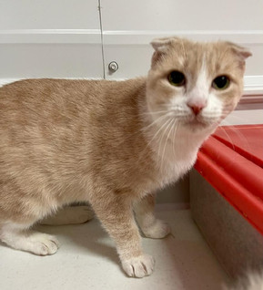 Female Scottish Fold