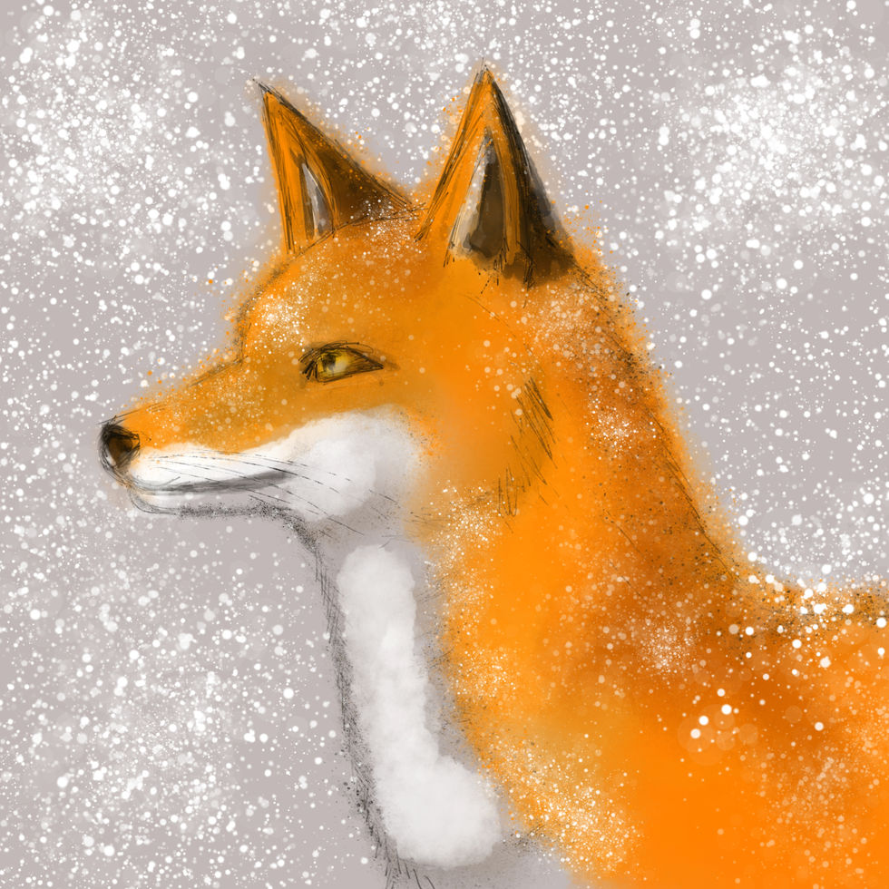 Fox in snow