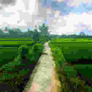 Bali Rice Paddies