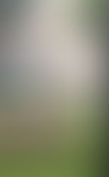 Our Green Bay backyard is home to two hawks