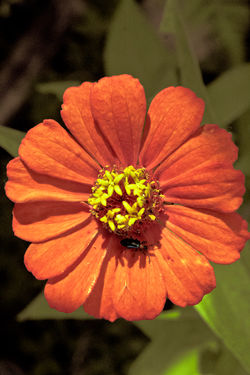 My Eyes Have Seen You