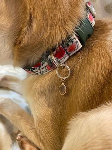 Thumbnail: CUSTOM Buckle Dog Collars