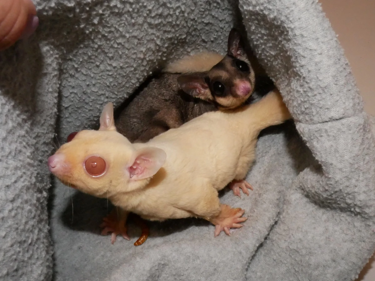ruby leucistic sugar glider