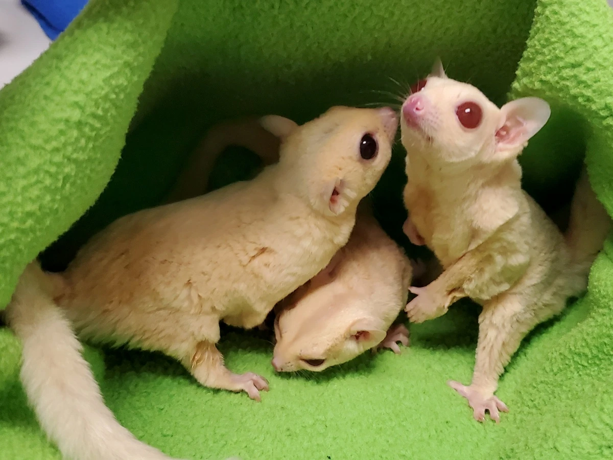 ruby leucistic sugar glider