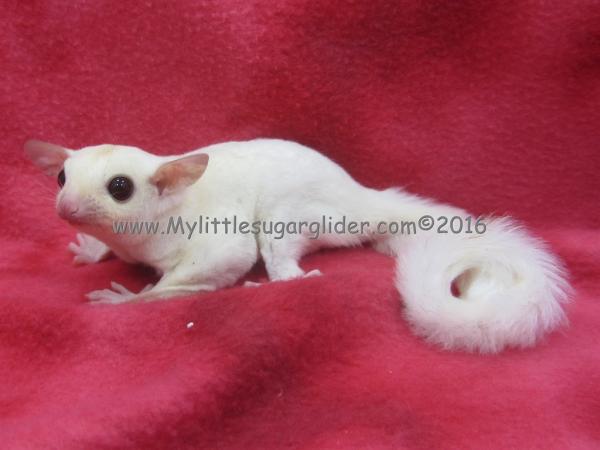 cremeino sugar glider