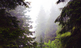 Enchanted Woods and fog