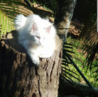 Maine Coon