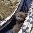 Maine Coon