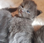Maine Coon