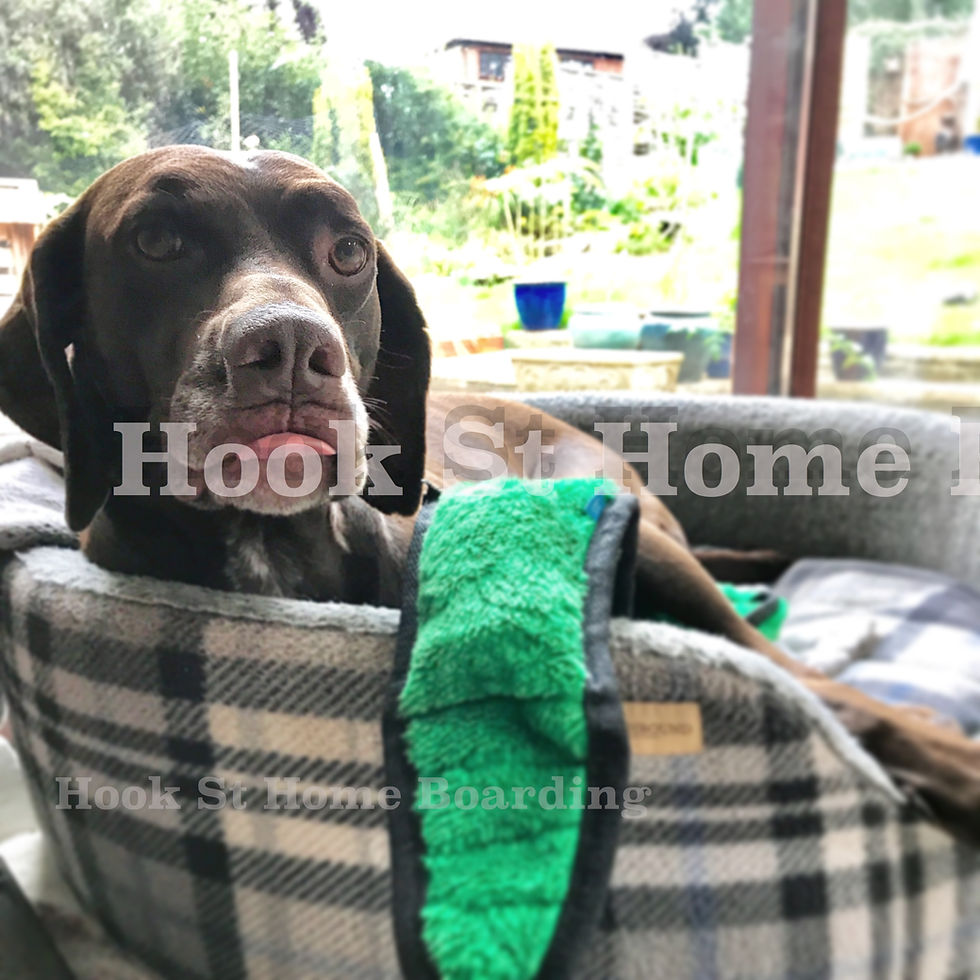 Home hooksthomeboarding