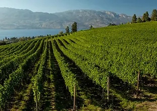 West Kelowna wine tours featuring Mt Boucherie volcanic soil estates and lake views.