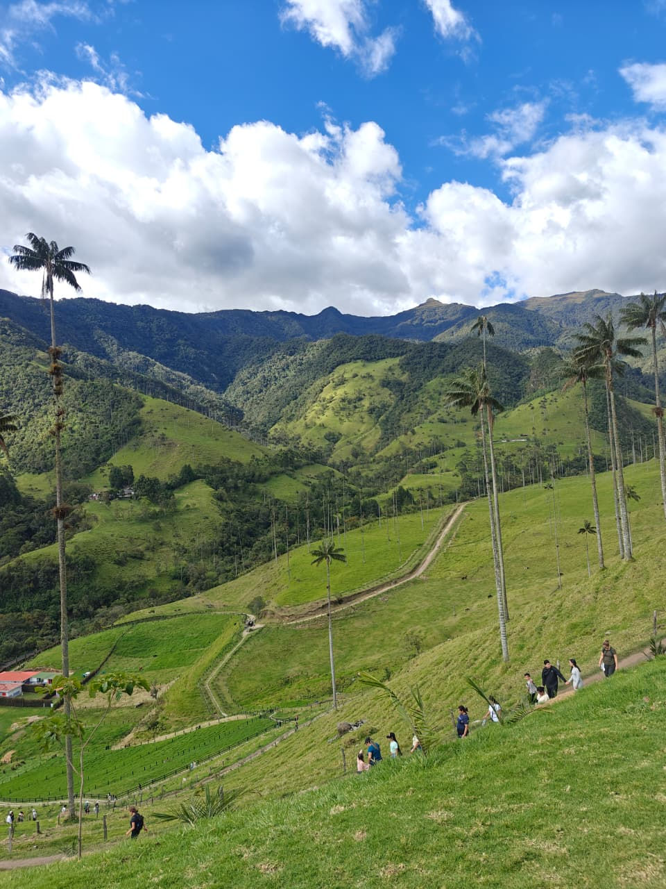 Valle del Cocora