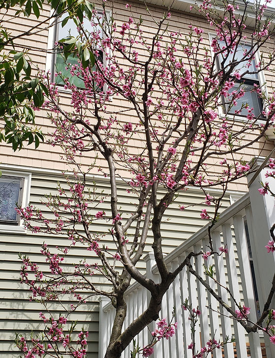 Peach tree