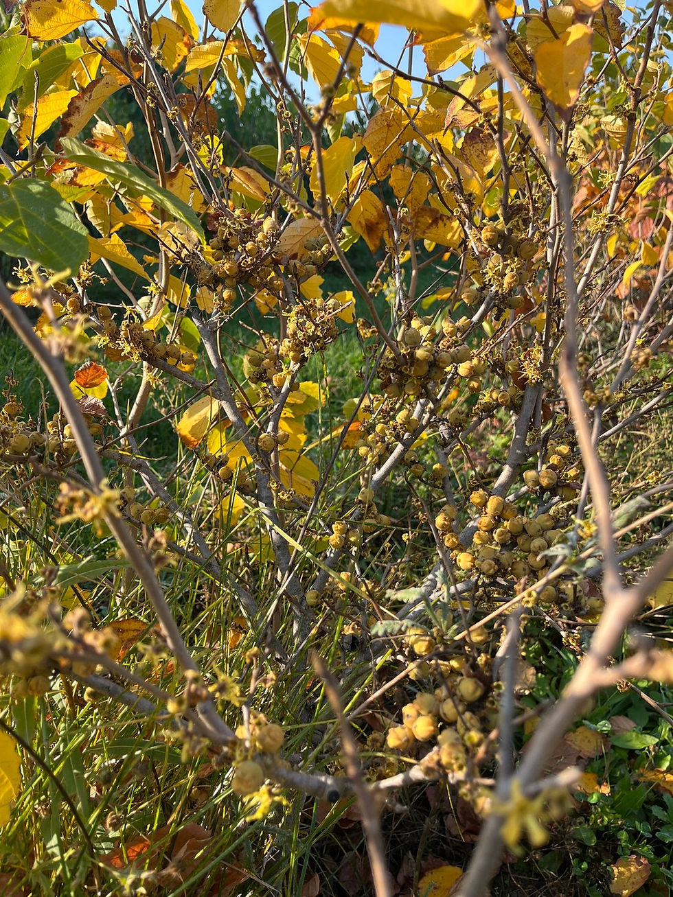 Thumbnail: UNCOMMON YARROW Witch Hazel Hydrosol