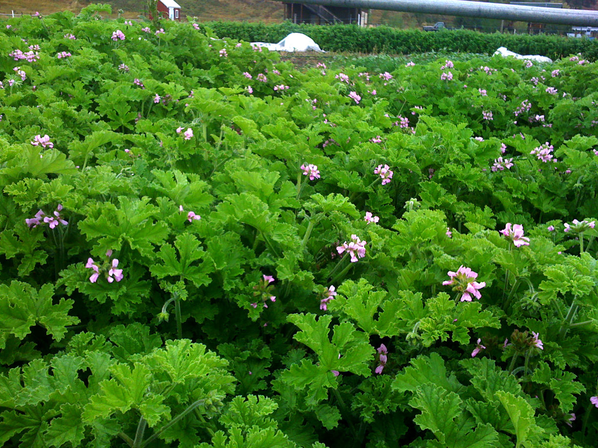 UNCOMMON YARROW Rose Geranium Hydrosol