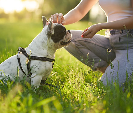 unrecognizable-woman-training-french-bulldog-park.jpg