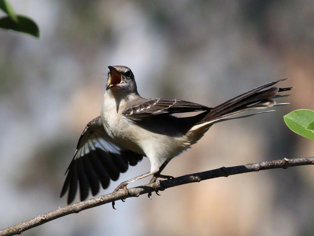 Listen to the Mockingbird