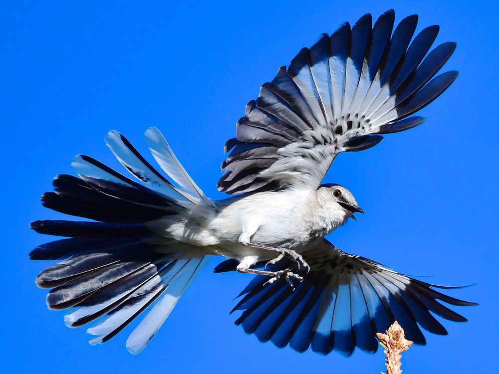 Listen to the Mockingbird