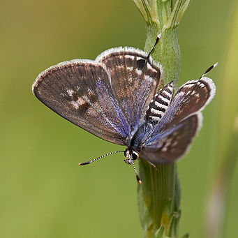 lyc_sheizaf_female_open_small2.jpg