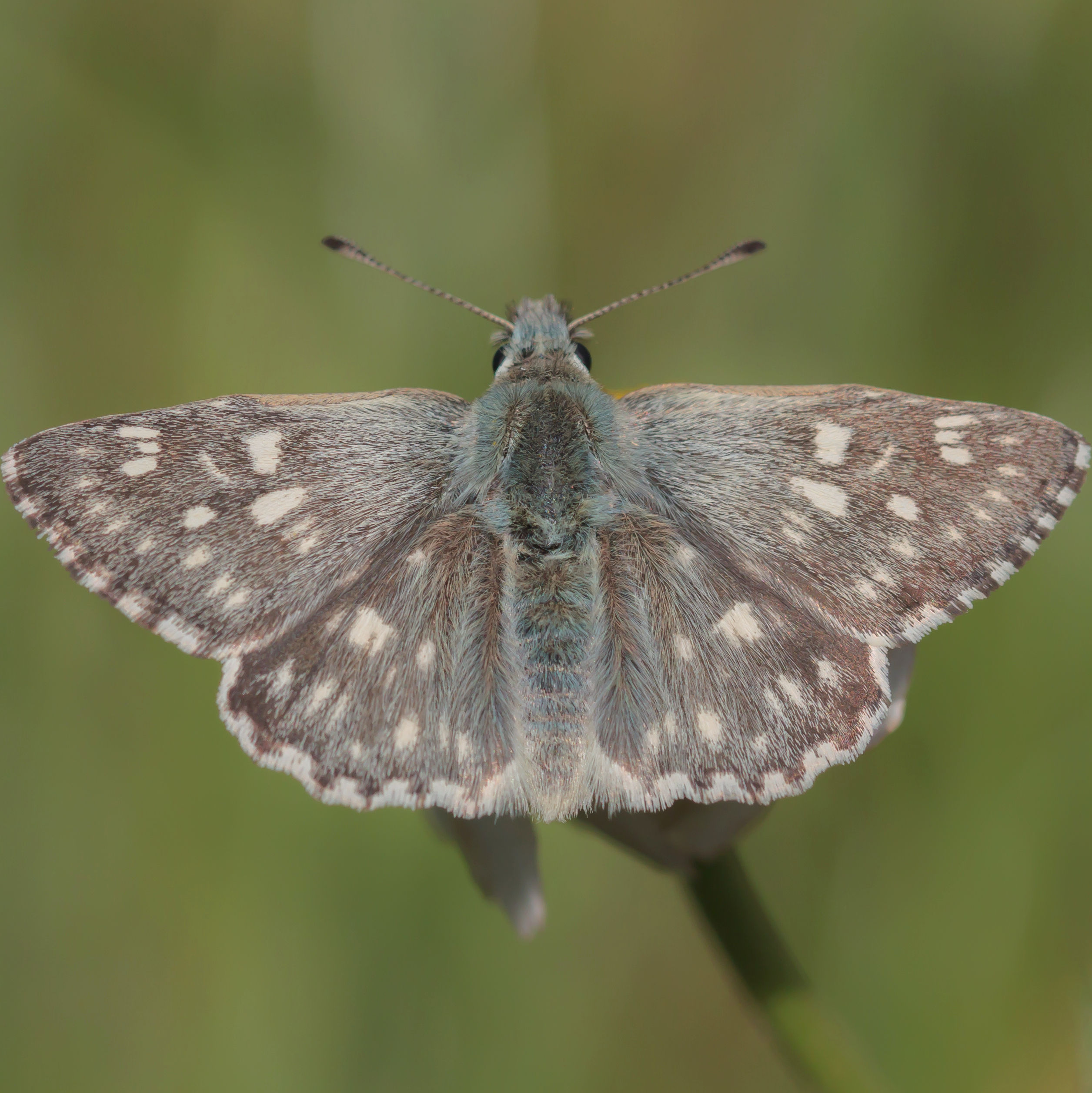 אפורית מלבינה