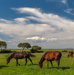 panorama-with-horses-grazing-green-meado