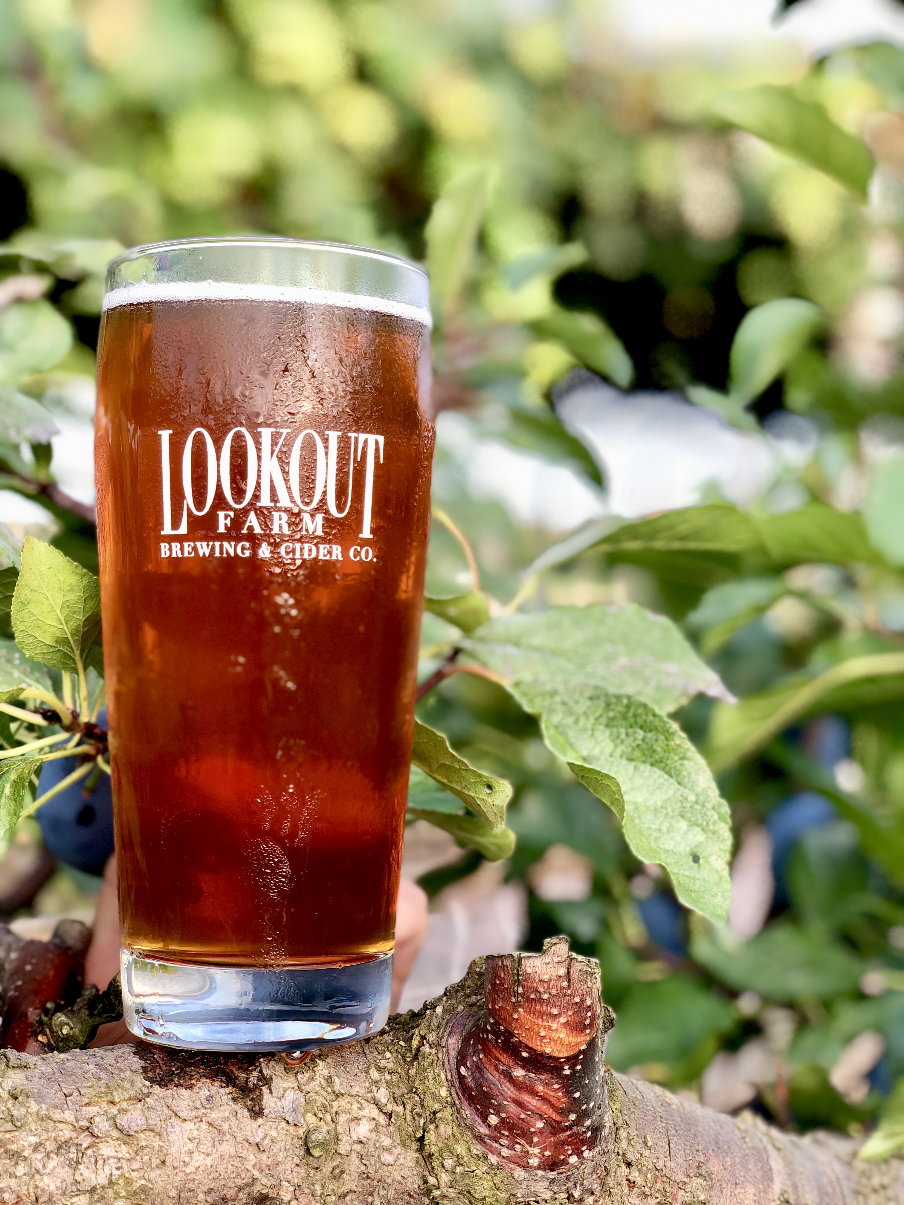 Lookout Farm Brewing & Cider Co. Natick, MA