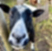 sheep_baabaa03.jpeg
