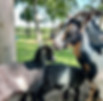 goats_01.jpeg