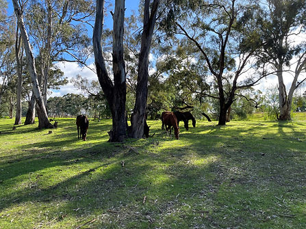 HOrses under trees.jpg