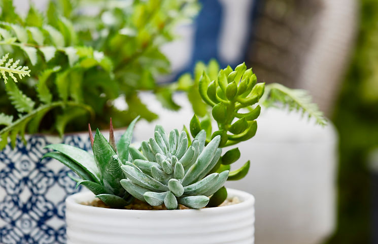 Le printemps chez HomeSense