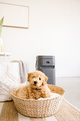 Poubelle pour chien Pet Genie