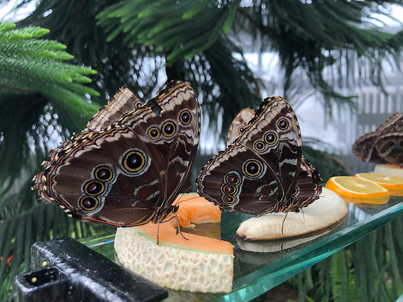 Papillons en liberté