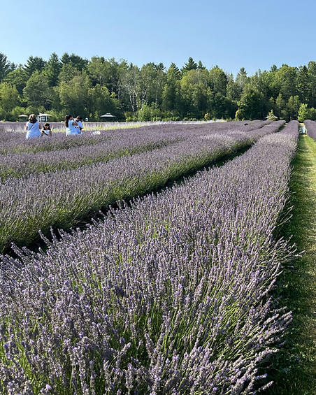 Bleu Lavande