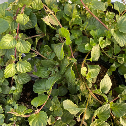 Trailing Indian Mint 2100 GREENHOUSE EFFECTS