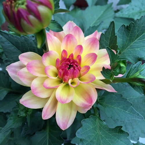 Dahlia, Hypnotica Rose Bicolour - 1152 | GREENHOUSE EFFECTS