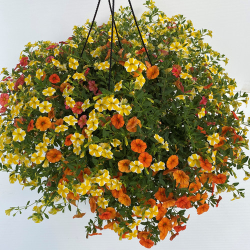 Hanging Basket Lemon Slice, Dreamsicle, Tropical Sunrise, Trailing