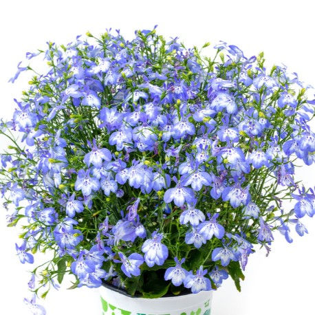 Lobelia, Hot+Pretty Heaven - 3240