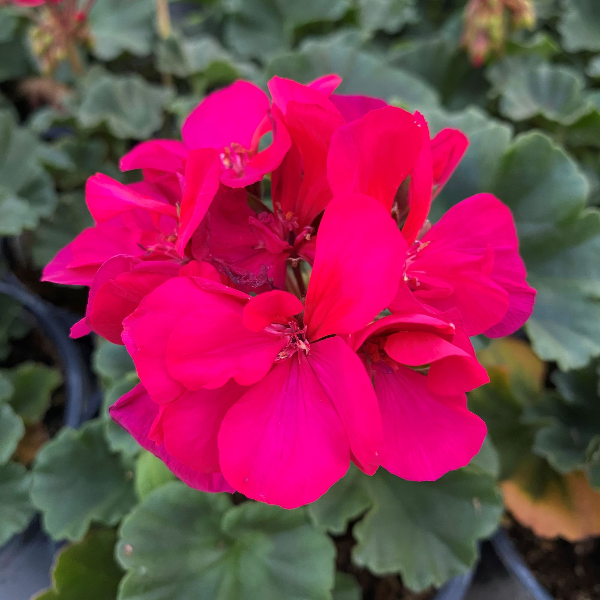 Geranium, Calliope Hot Pink - 3204