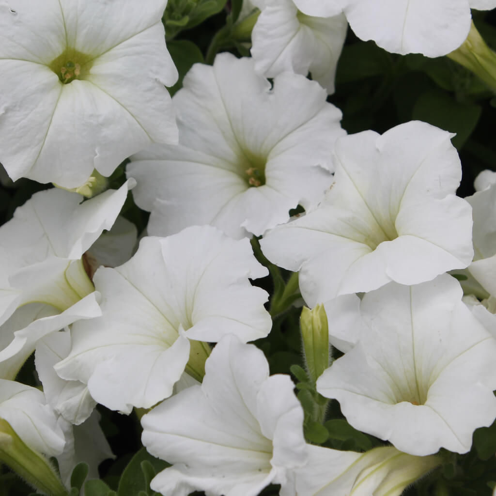 Wave Petunia, Easy Wave White - 2403